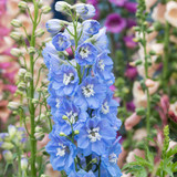 Delphinium Magic Fountains Collection