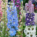 Delphinium Magic Fountains Collection