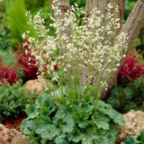 Heuchera Collection (5cm Module)