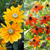 Rudbeckia Prairie Collection