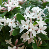Daphne Super Fragrant Collection