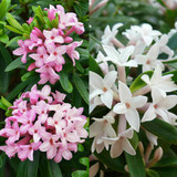 Daphne Super Fragrant Collection