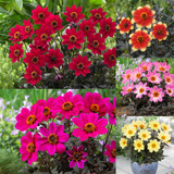 Dahlia Happy Days Collection (Pack 5/Pack 10)
