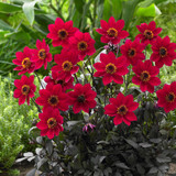Dahlia Happy Days Collection (Pack 5/Pack 10)