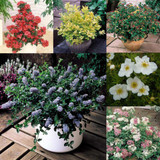 Dwarf Flowering Shrub Collection
