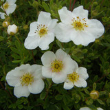 Dwarf Flowering Shrub Collection