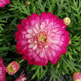 Argyranthemum aramis Collection