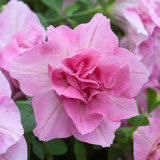 Petunia Tumbelina Collection