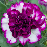 Petunia Tumbelina Collection