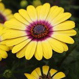 Osteospermum Special Collection