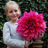 Dahlia Dinner Plate Collection A