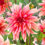 Dahlia Dinner Plate Collection A