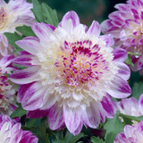 Dahlia Anemone Collection