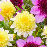 Dahlia Anemone (Powder Puff) Collection