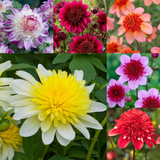 Dahlia Anemone Collection