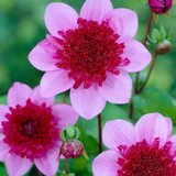 Dahlia Anemone Collection