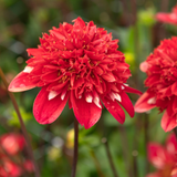 Dahlia Anemone Collection