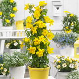 Mandevilla Collection