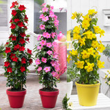Mandevilla Collection