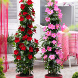 Mandevilla Collection