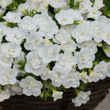 New Unusual Double Calibrachoa Can Can Collection