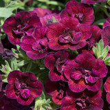 Calibrachoa Double Can Can Unusual Collection