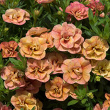 New Unusual Double Calibrachoa Can Can Collection