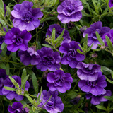 New Unusual Double Calibrachoa Can Can Collection
