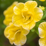 New Unusual Double Calibrachoa Can Can Collection