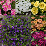 New Unusual Double Calibrachoa Can Can Collection