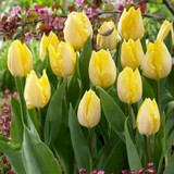 Tulip Single Early  Collection