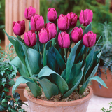 Tulip Single Early  Collection