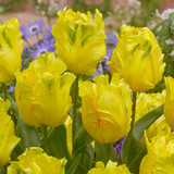 Tulip Parrot Collection