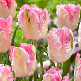 Tulip Parrot Collection