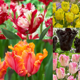 Tulip Parrot Collection