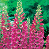 5 Digitalis Purpurea Collection