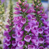 5 Digitalis Purpurea Collection