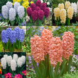 Bedding Sized Hyacinth Collection 14/15cm