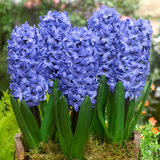 Bedding Sized Hyacinth Collection 14/15cm