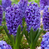 Bedding Sized Hyacinth Collection 14/15cm