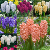 Bedding Sized Hyacinth Collection 14/15cm