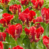 New Parrot Tulip Collection