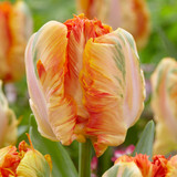 New Parrot Tulip Collection