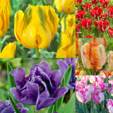 New Parrot Tulip Collection