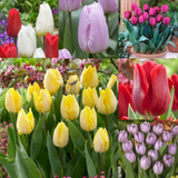 60 Tulip Prince Collection