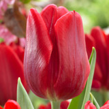 60 Tulip Prince Collection