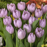 60 Tulip Prince Collection