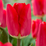 Rare Darwin Tulip Collection