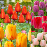 Rare Darwin Tulip Collection