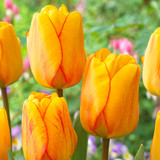 Rare Darwin Tulip Collection